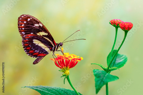 Closeup beautiful butterfly in a summer garden