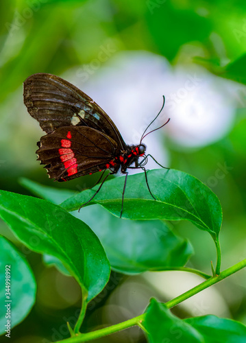 Beautiful butterfly ( Parides aglaope )on flower in a summer garden  photo