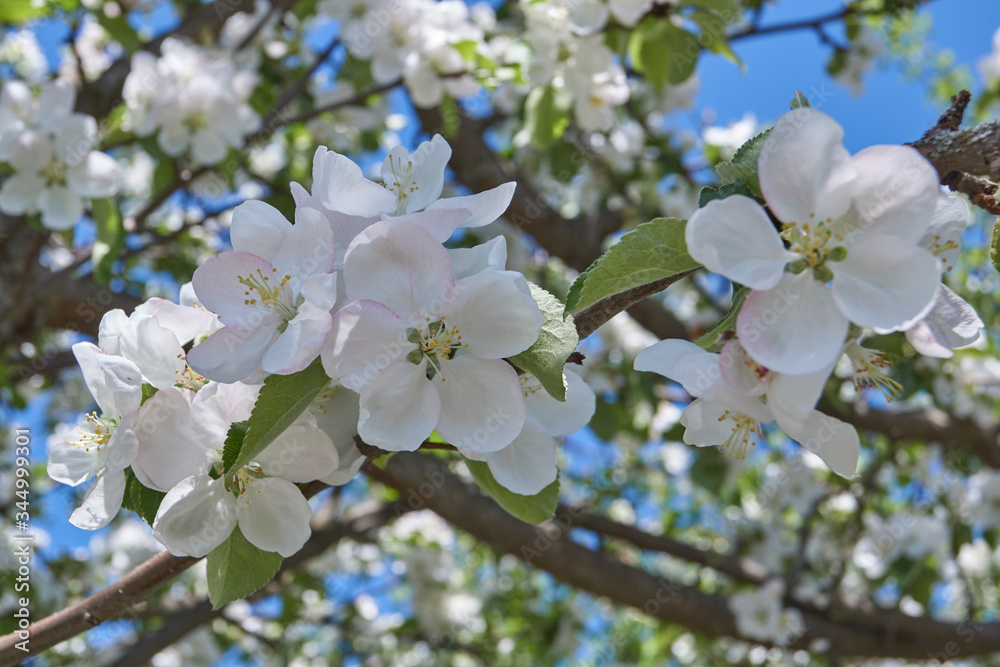 Apple trees bloom in the gardens.