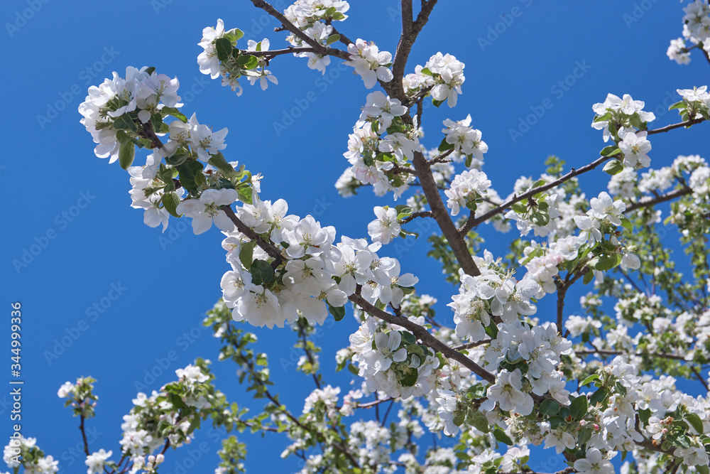 Apple trees bloom in the gardens. Apple trees bloom in the gardens.