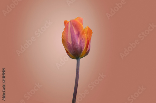 Orange tulip on bright background.