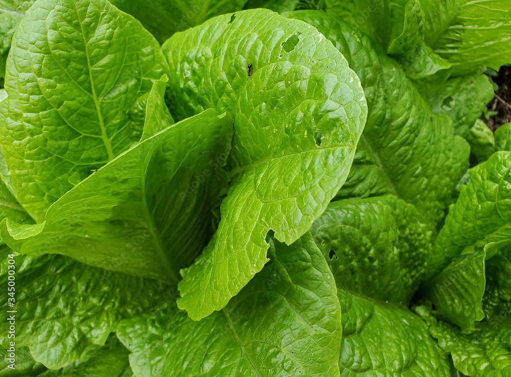 Obraz premium Fresh bio lettuce farming plant background,seasonal fresh raw vegetable salad
