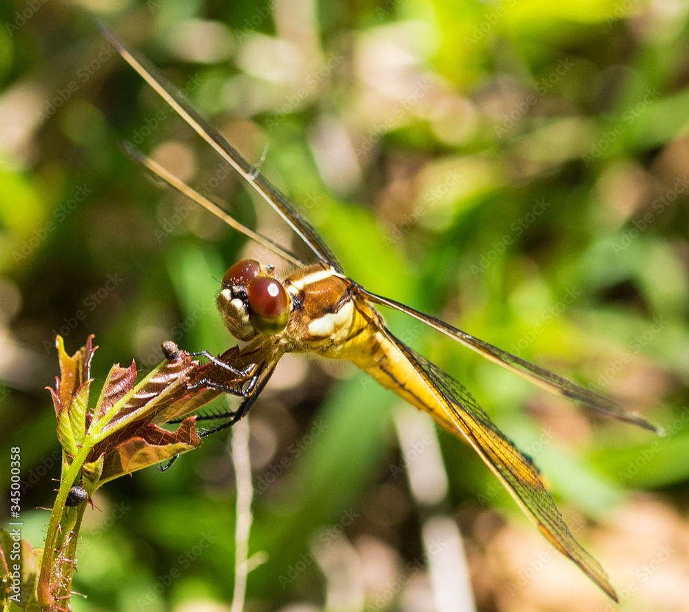 Dragonflies Dragonflies