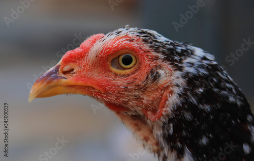 Close up head and neck of a hen, Chicken Head Close-Up