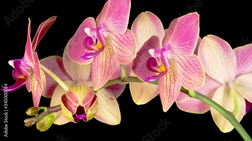Blooming Red Orchid Phalaenopsis Flower on Black Background. Time Lapse. Negative Space. 4K.
