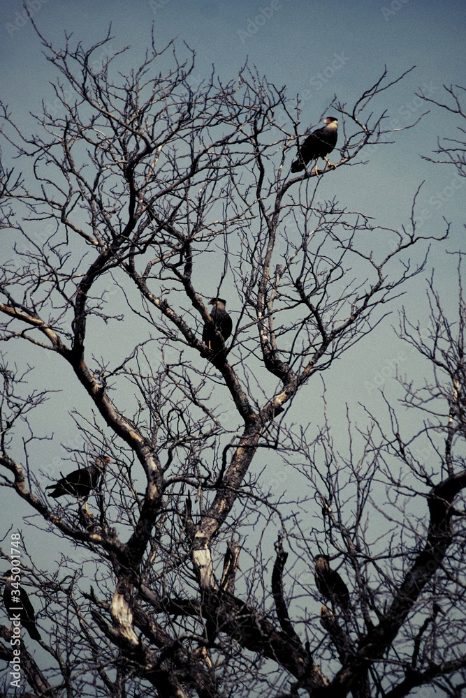 Árbol seco en invierno lleno de pájaros carroñeros. Árbol seco en invierno lleno de pájaros carroñeros.