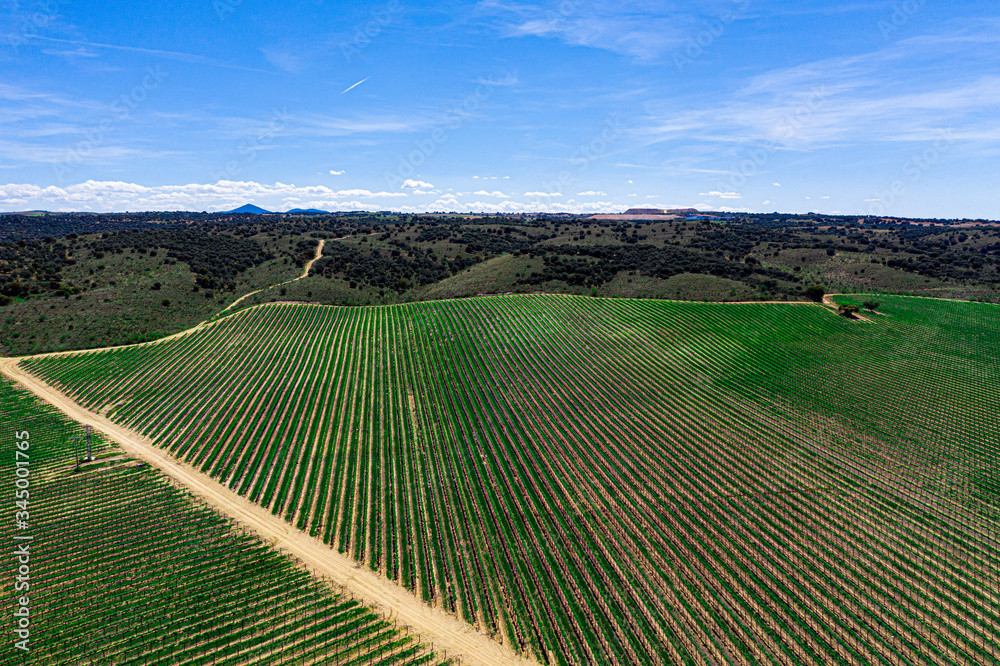 Aerial Drone view of Vineyards in sunny Spain Aerial Drone view