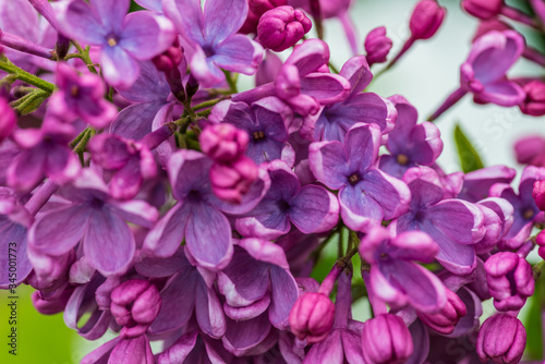 close up of lilac flowers © Stephanie