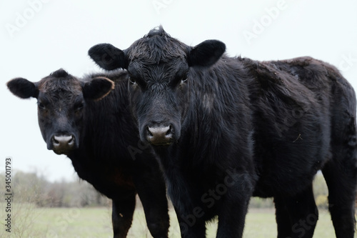 Pair of young black Angus cows close up on beef farm looking at camera, agriculture concept. photo