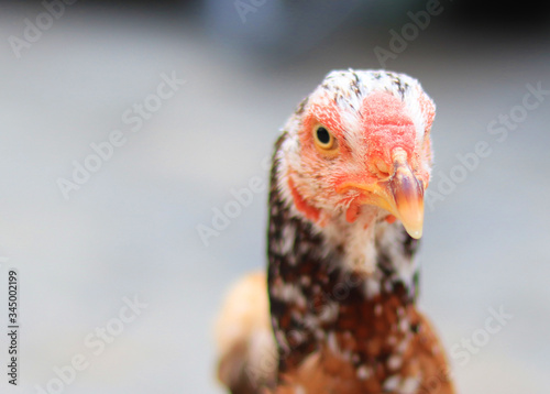 Close up head and neck of a hen, Chicken Head Close-Up