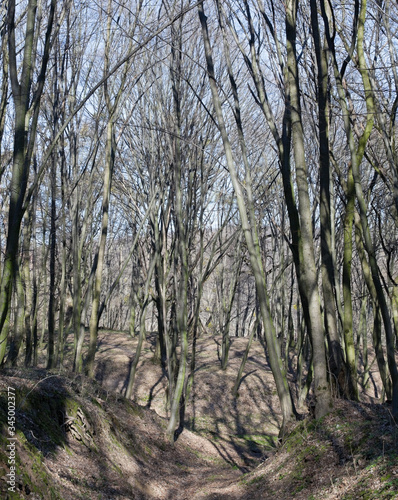 Leafless forest in a sunny spring day.