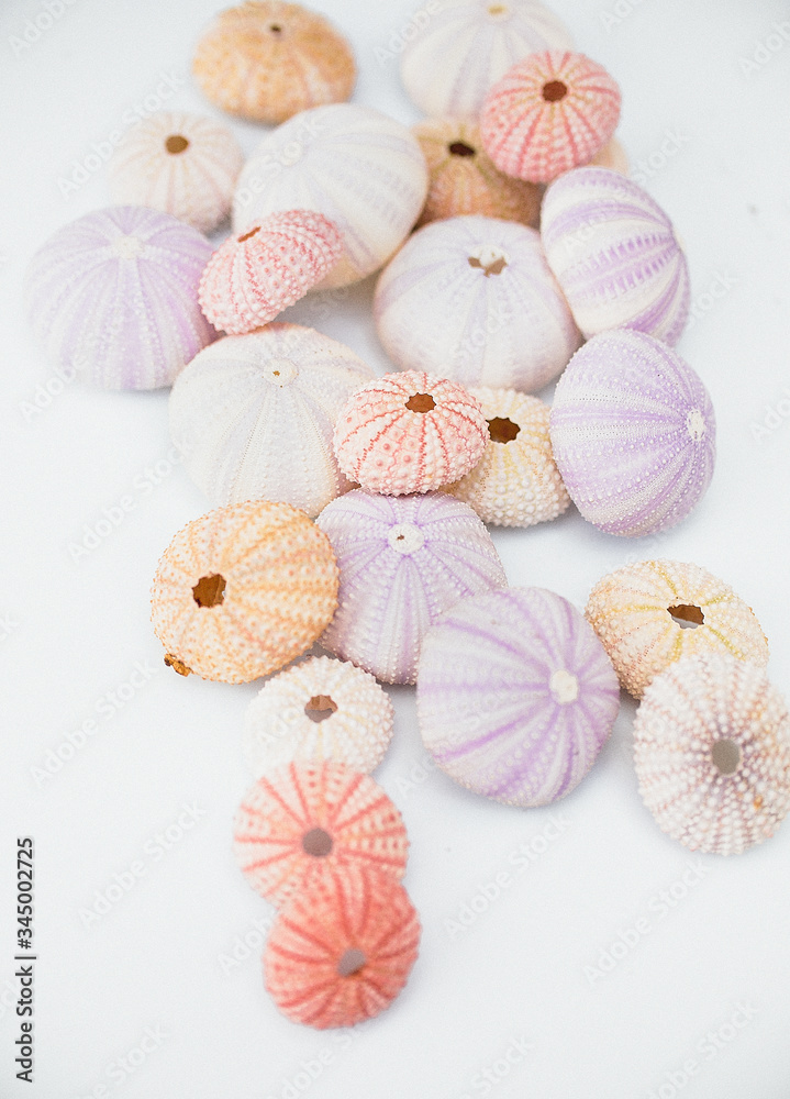sea urchin pastel sea urchin pastel