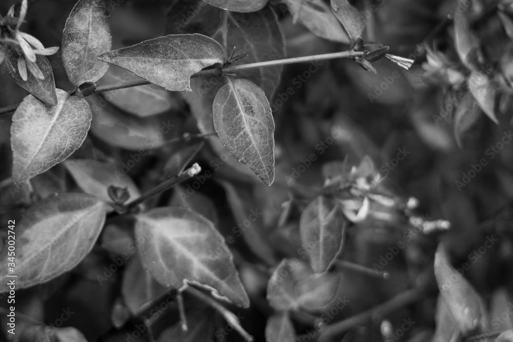 Black and white leaves