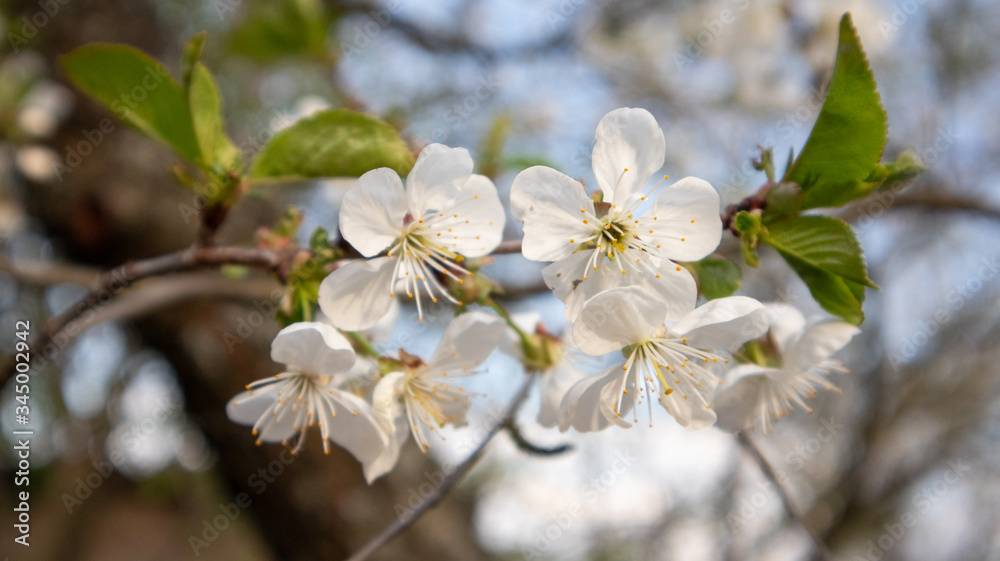 White cherry blossom flowers close-up with leaves. Romantic spring delicate nature details macro with blurred background