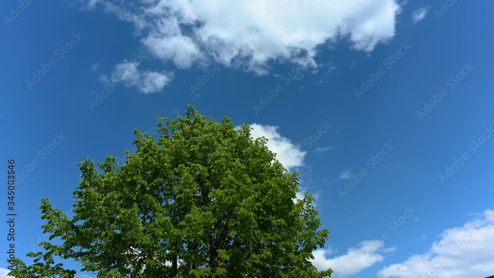 Timelapse of white clouds blue sky behind tree Timelapse of white clouds blue sky behind tree