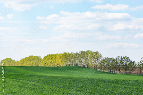 Beautiful view of green meadow with row of trees under blue sky with clouds.