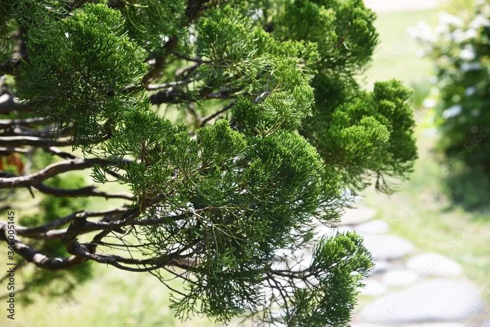 Fototapeta premium Juniperus chinensis 'Kaizuka' / Cupressaceae evergreen coniferous tree