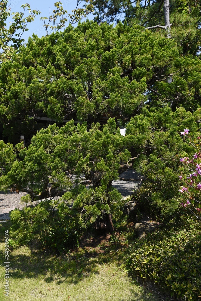 Juniperus chinensis 'Kaizuka' / Cupressaceae evergreen coniferous tree