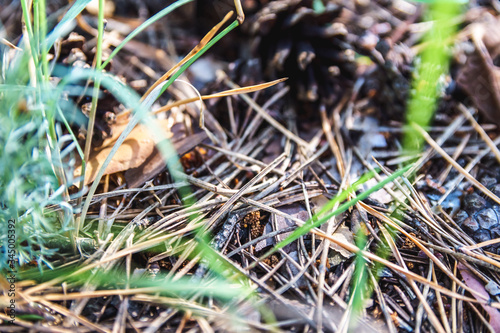 Thicket summer ground in forest covered with needles. Pine cones, twigs and needles on ground. Woodland ecosystem.