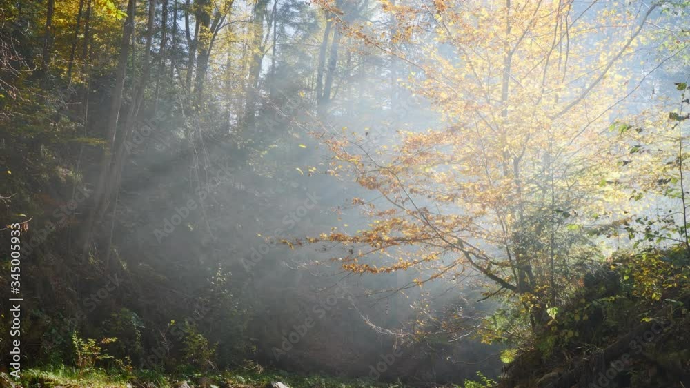 Autumn forest in the morning mist. Autumn nature landscape. A peaceful forest. Autumn forest in the morning mist. Autumn nature landscape. A peaceful forest.