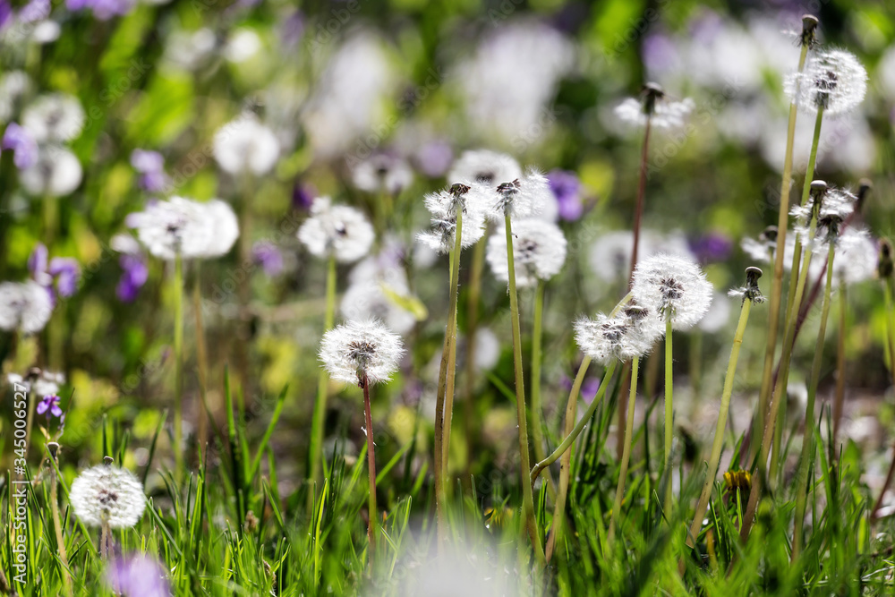 Dandelions grow on the grass in the park Dandelions grow on the grass in the park