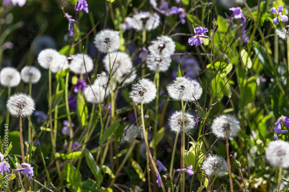 Fototapeta premium Dandelions grow on the grass in the park