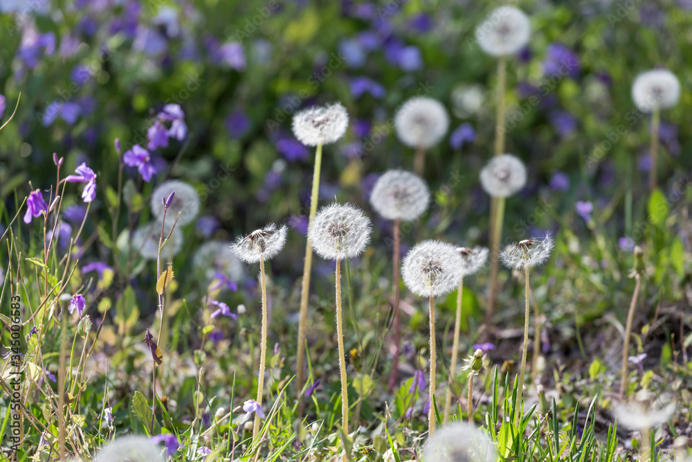 Dandelions grow on the grass in the park Dandelions grow on the grass in the park