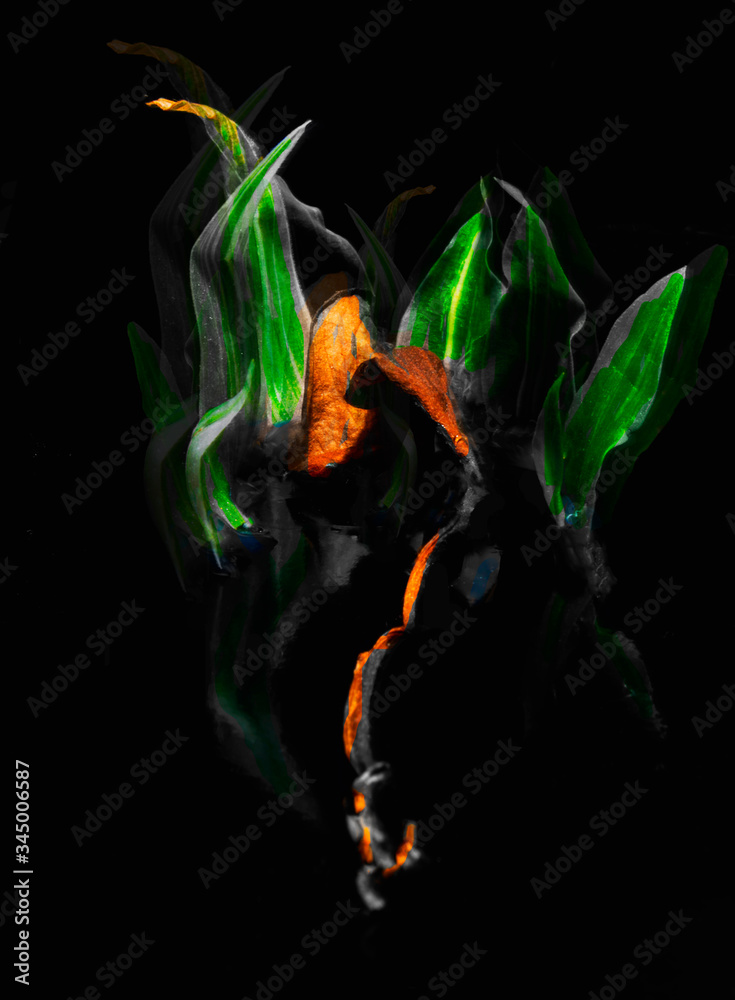 Obraz premium abstract image of plant leaves on a black background