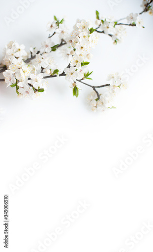 Blooming tree. Apple blossom, apple tree flowers on a branch.