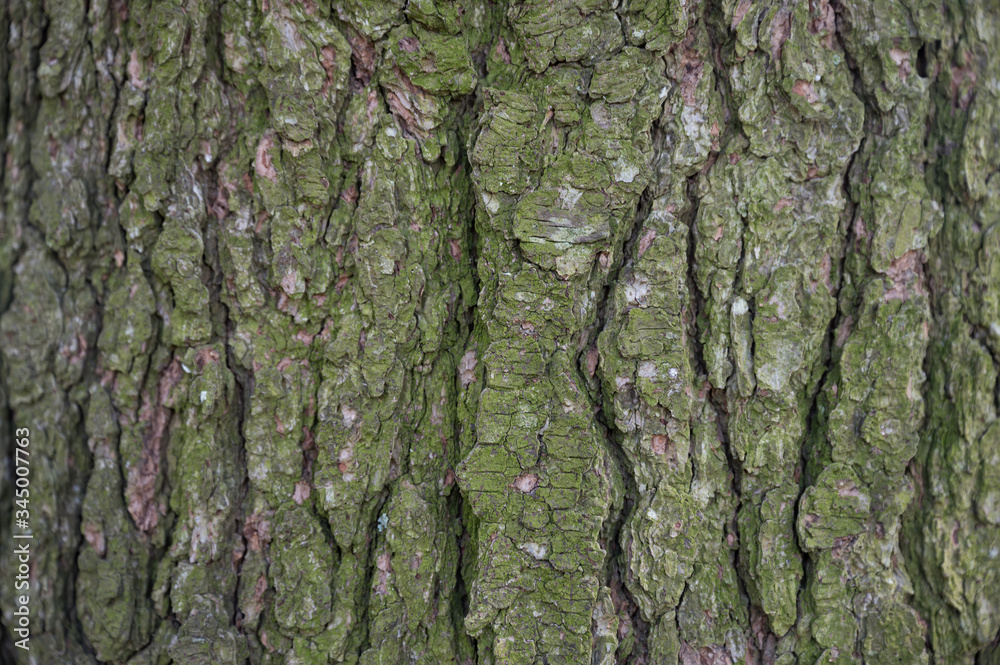 Oak texture Oak texture