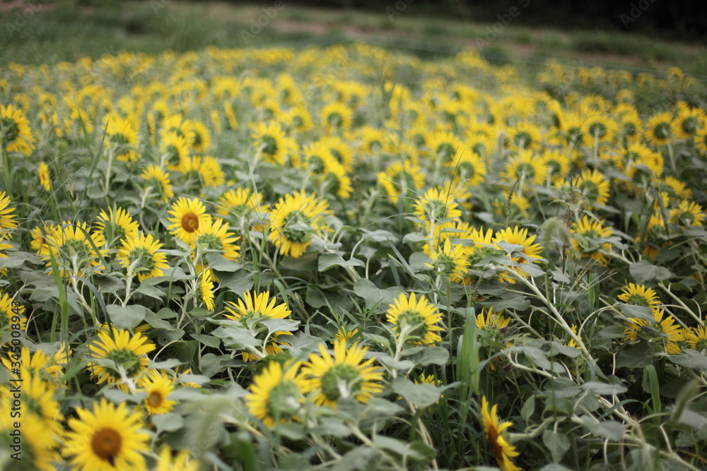 Obraz premium ひまわり畑