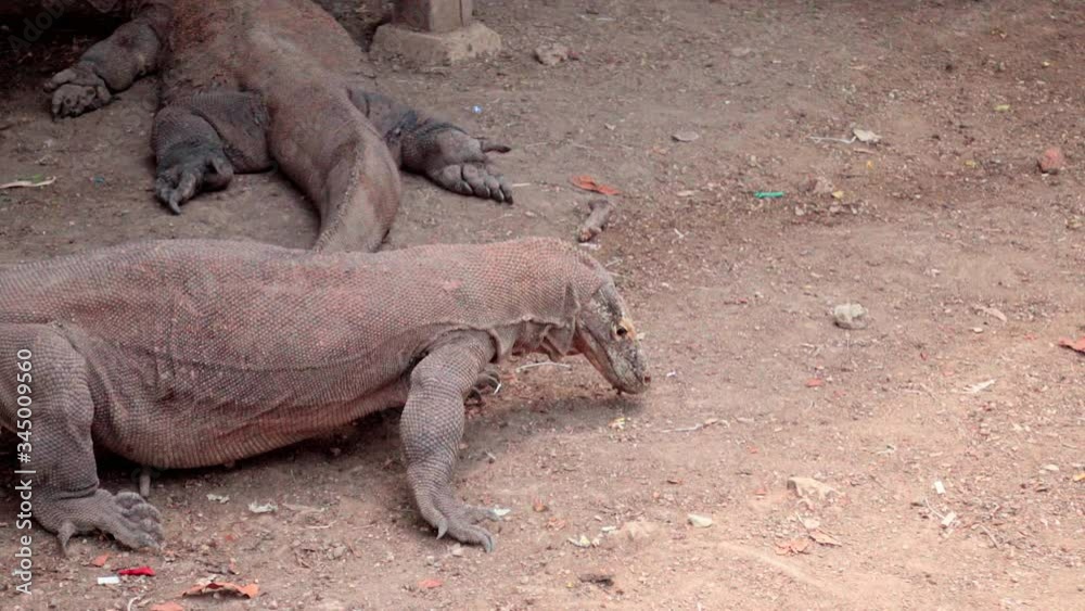 High angle view of Komodo dragon eating on land, reptile on dirt at national park - Komodo Island, Indonesia High angle view of Komodo dragon eating on land, reptile on dirt at national park - Komodo Island, Indonesia
