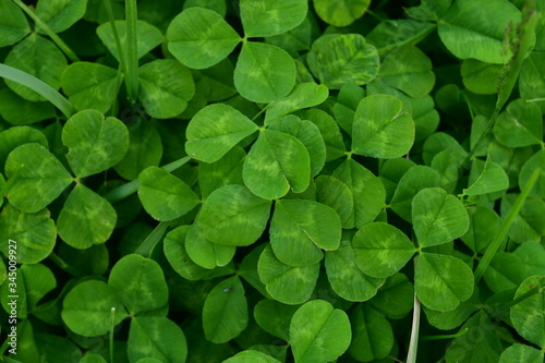 Foto Clover