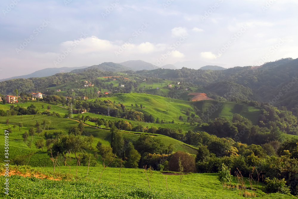 TRABZON, TURKEY -  JUNE 28, 2008: Of county, Villages and Tea plantations