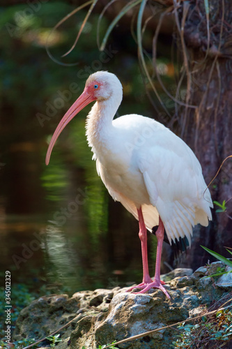 American white ibis hunting in Big Cypress National Preserve.Florida.USA