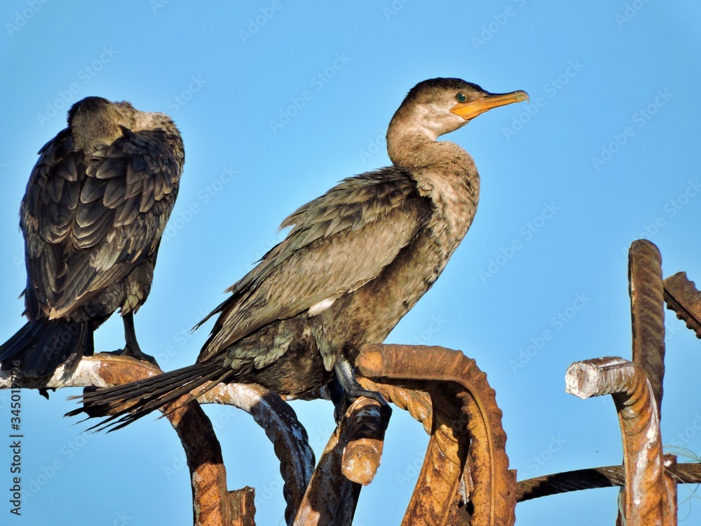 Fototapeta premium AVES