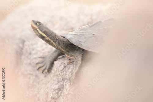 Wild Murray River turtle (Emydura macquarii) basking on a rocky outcrop photo