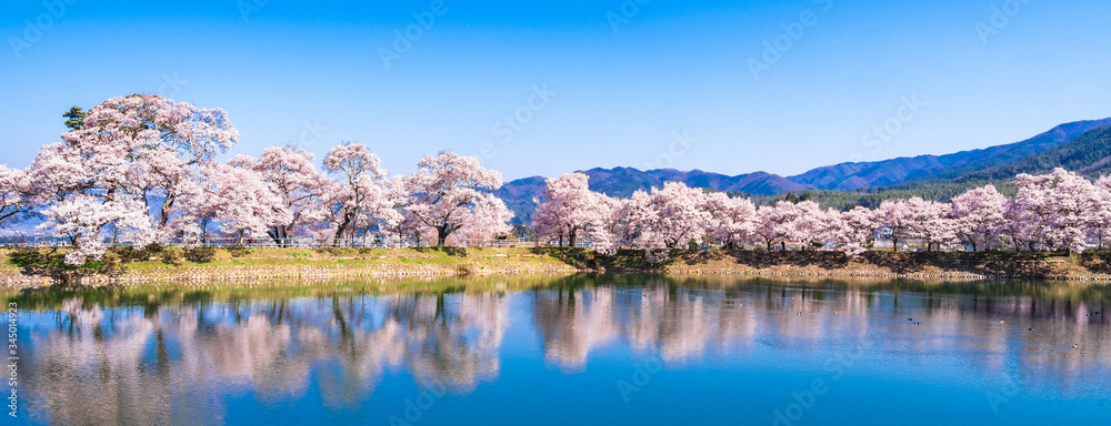 春イメージ 信州の桜風景