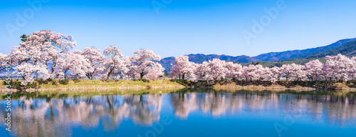 Obraz na płótnie 春イメージ 信州の桜風景 w salonie