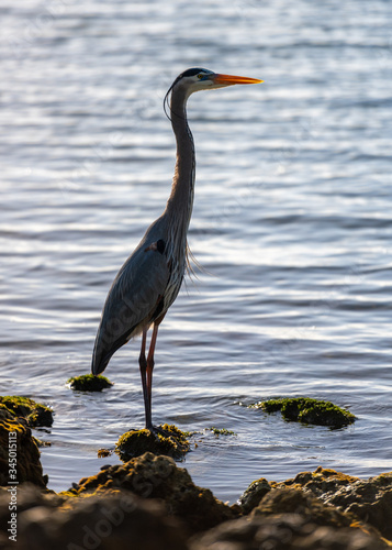 Blue Heron Stands on Mossy Rock