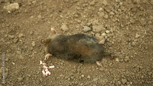 Poisoning by poison pellet rodenticides pesticide agriculture against rodents voles mice. mole European Talpa dead death corpse soil ground mouse, burying beetle Nicrophorus vespillo deratization photo
