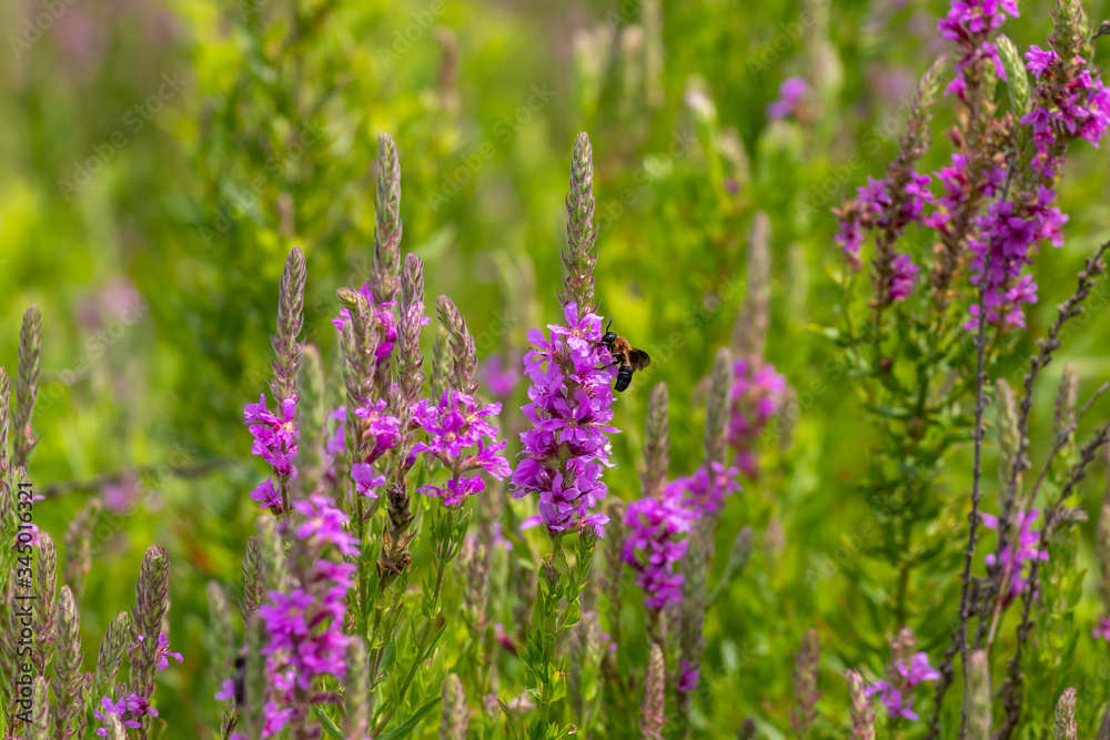 Fototapeta premium ミソハギ