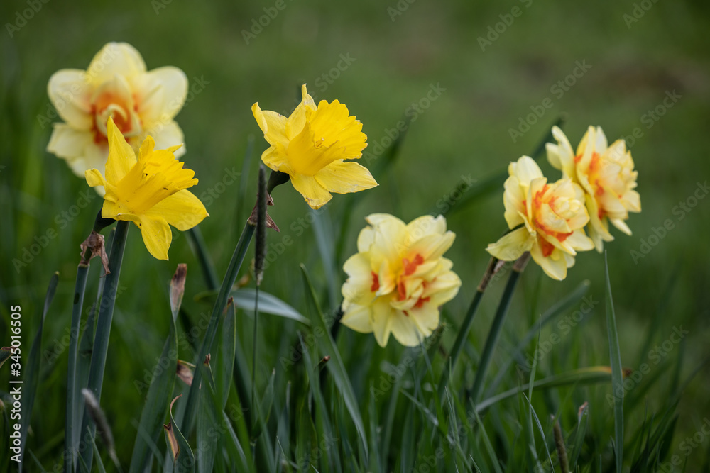 daffodils