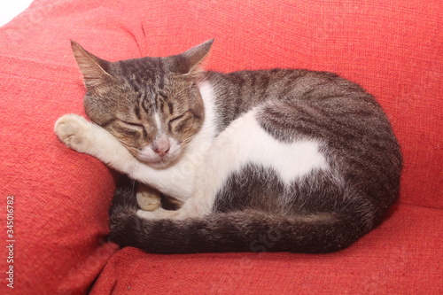 funny striped cat sleeping on a red sofa.