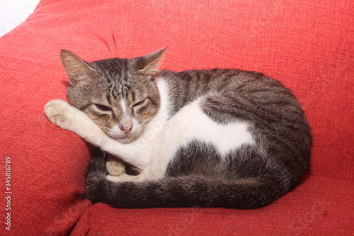 funny striped cat sleeping on a red sofa.