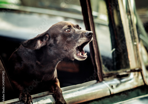 Canvas Print perro ladrando molesto habana vieja cuba