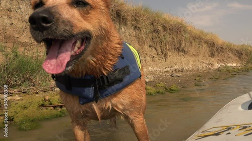HIDDEN LAKE COLORADO-2015: Tan Colored Medium Sized Dog With Life Jacket On In Shallow Water Near Kayak Or Canoe
