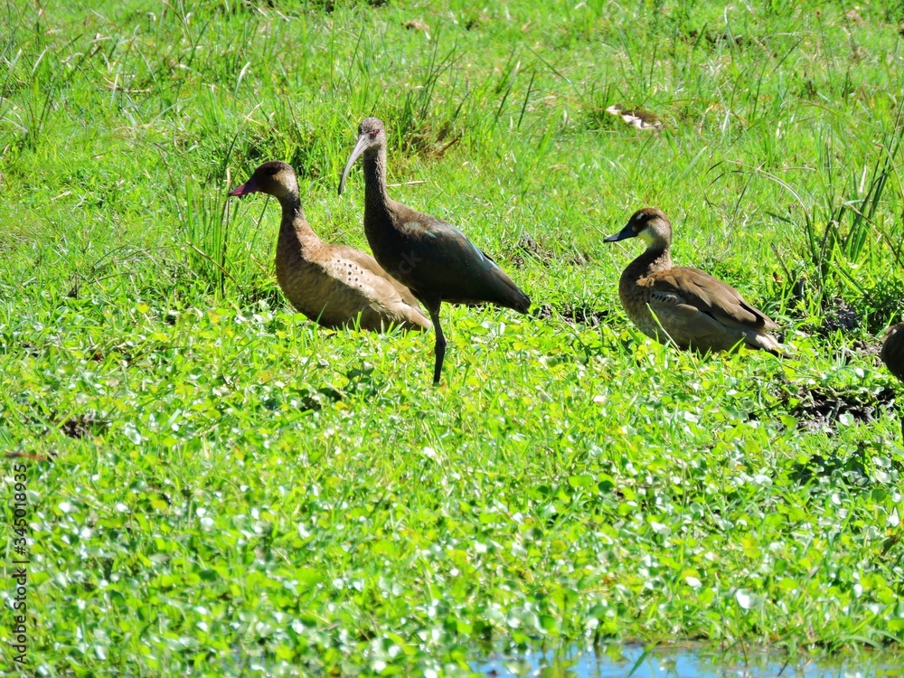 AVES AVES