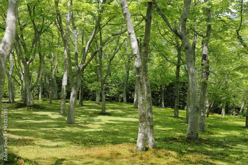 箱根の新緑の風景