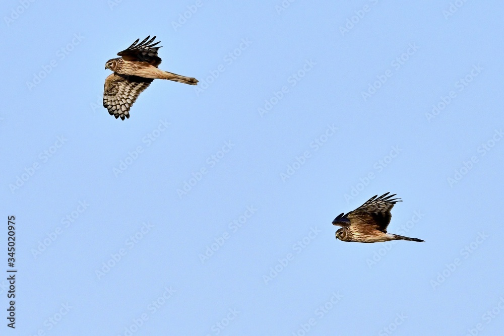 Obraz premium 青空バックに飛ぶ２羽のハイイロチュウヒ メス